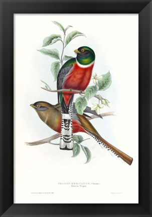 Framed Tropical Trogons V Print