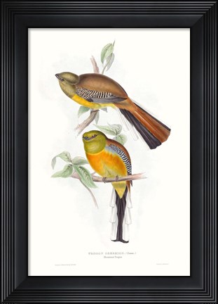 Framed Tropical Trogons VI Print
