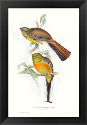 Framed Tropical Trogons VI Print