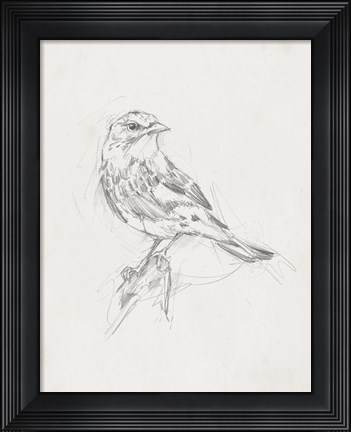 Framed Avian Study  I Print