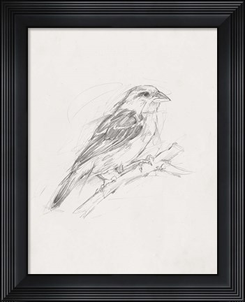Framed Avian Study  II Print