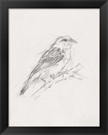 Framed Avian Study  II Print