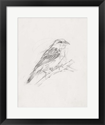 Framed Avian Study  II Print