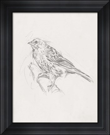 Framed Avian Study  III Print