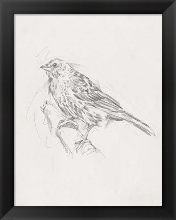 Framed Avian Study  III Print