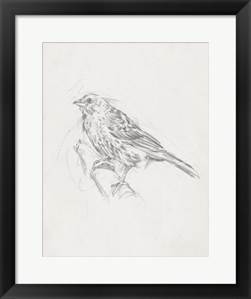 Framed Avian Study  III Print