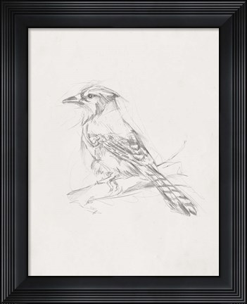 Framed Avian Study  IV Print