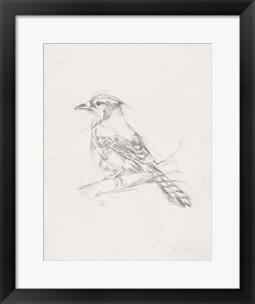 Framed Avian Study  IV Print