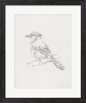 Framed Avian Study  IV Print