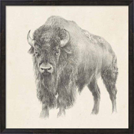 Framed Western Bison Study Print