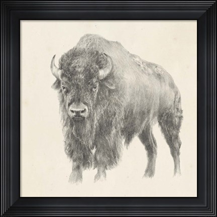 Framed Western Bison Study Print