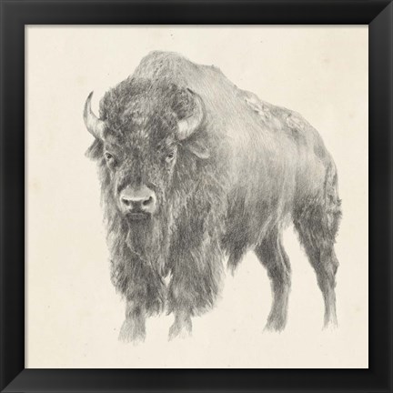 Framed Western Bison Study Print