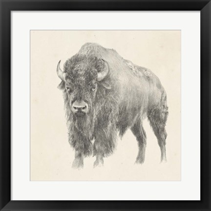 Framed Western Bison Study Print