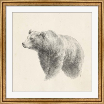 Framed Western Bear Study Print