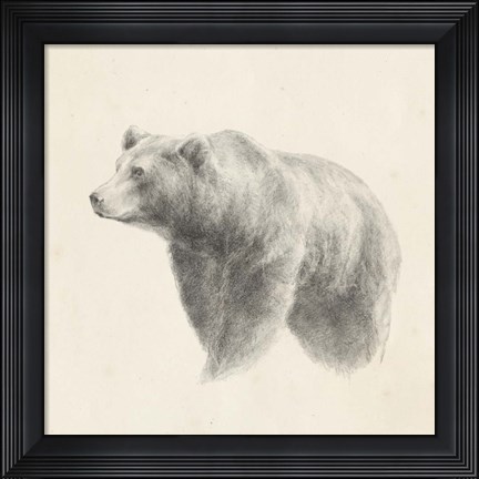 Framed Western Bear Study Print