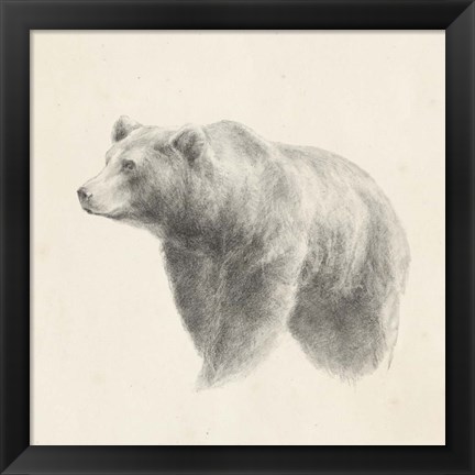 Framed Western Bear Study Print