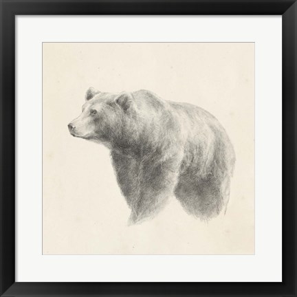 Framed Western Bear Study Print