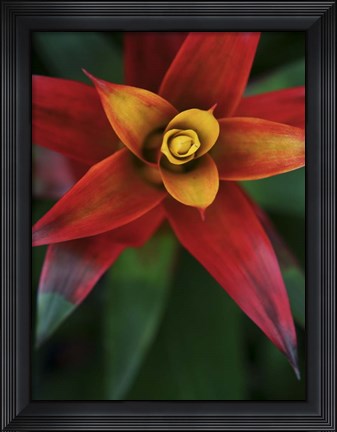 Framed Bromeliad Burst IV Print