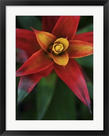 Framed Bromeliad Burst IV Print