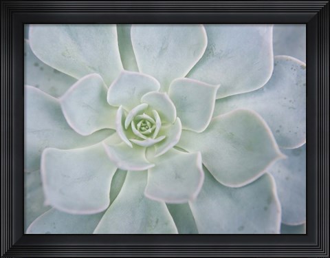 Framed Storybook Succulent I Print