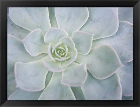 Framed Storybook Succulent I Print