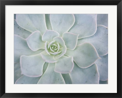 Framed Storybook Succulent I Print