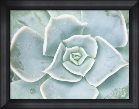 Framed Storybook Succulent II Print
