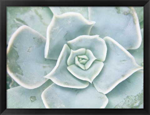 Framed Storybook Succulent II Print