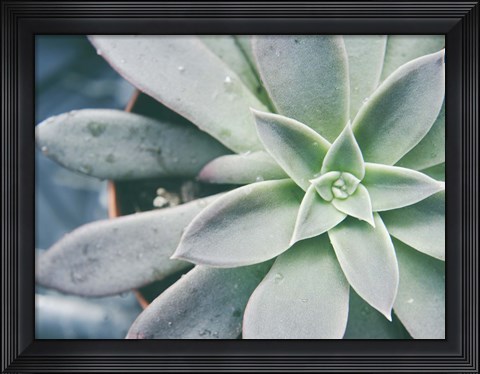 Framed Storybook Succulent III Print