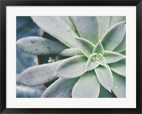 Framed Storybook Succulent III Print