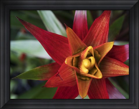 Framed Bromeliad Burst I Print