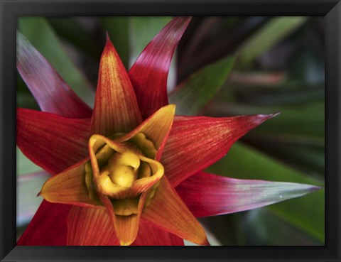 Framed Bromeliad Burst II Print