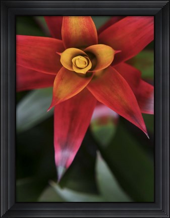 Framed Bromeliad Burst III Print