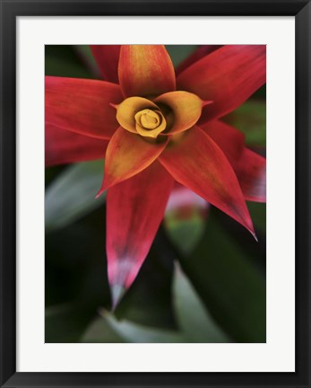 Framed Bromeliad Burst III Print