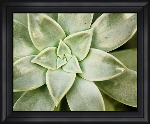 Framed Spring Succulent I Print