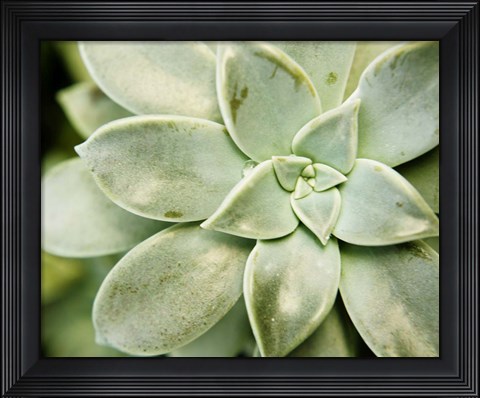 Framed Spring Succulent II Print