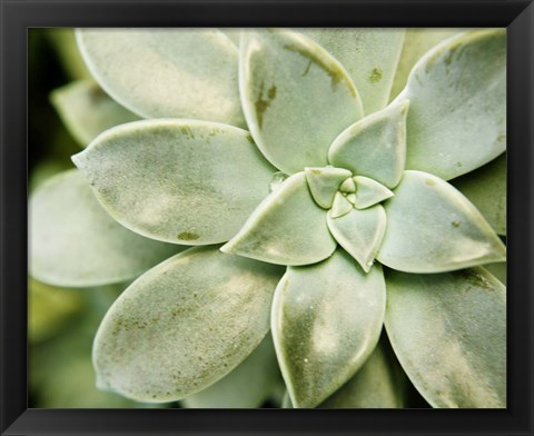 Framed Spring Succulent II Print