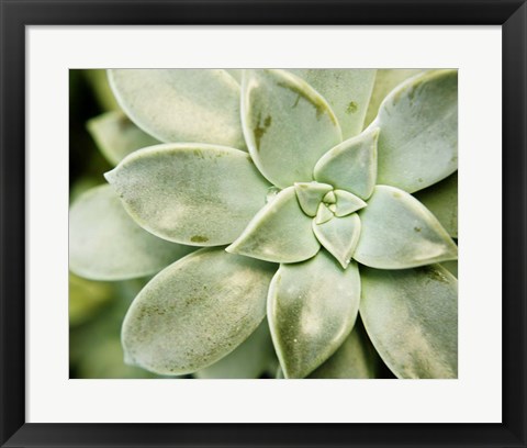 Framed Spring Succulent II Print