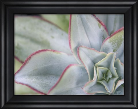 Framed Desert Star I Print