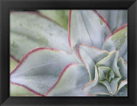 Framed Desert Star I Print