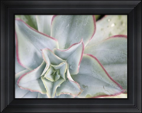 Framed Desert Star II Print