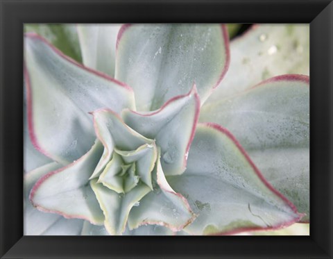 Framed Desert Star II Print