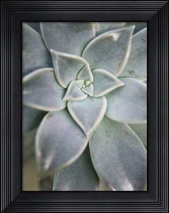 Framed Hanging Garden Succulent I Print