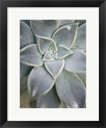 Framed Hanging Garden Succulent I Print