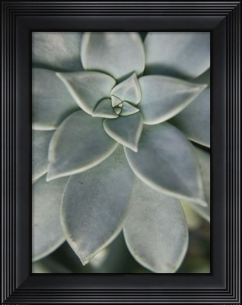 Framed Hanging Garden Succulent II Print