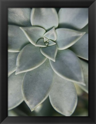 Framed Hanging Garden Succulent II Print