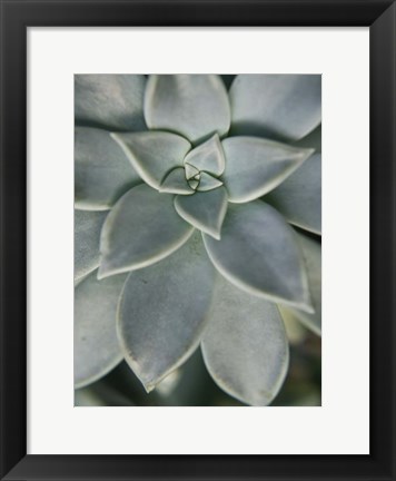 Framed Hanging Garden Succulent II Print