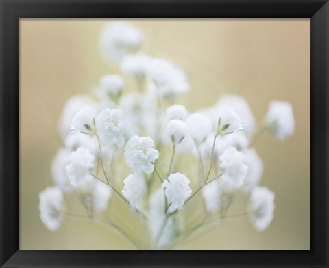 Framed Baby&#39;s Breath Study I Print