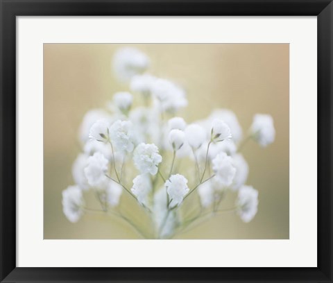 Framed Baby&#39;s Breath Study I Print