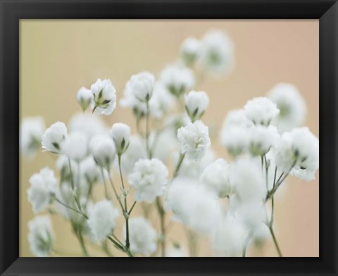 Framed Baby&#39;s Breath Study II Print